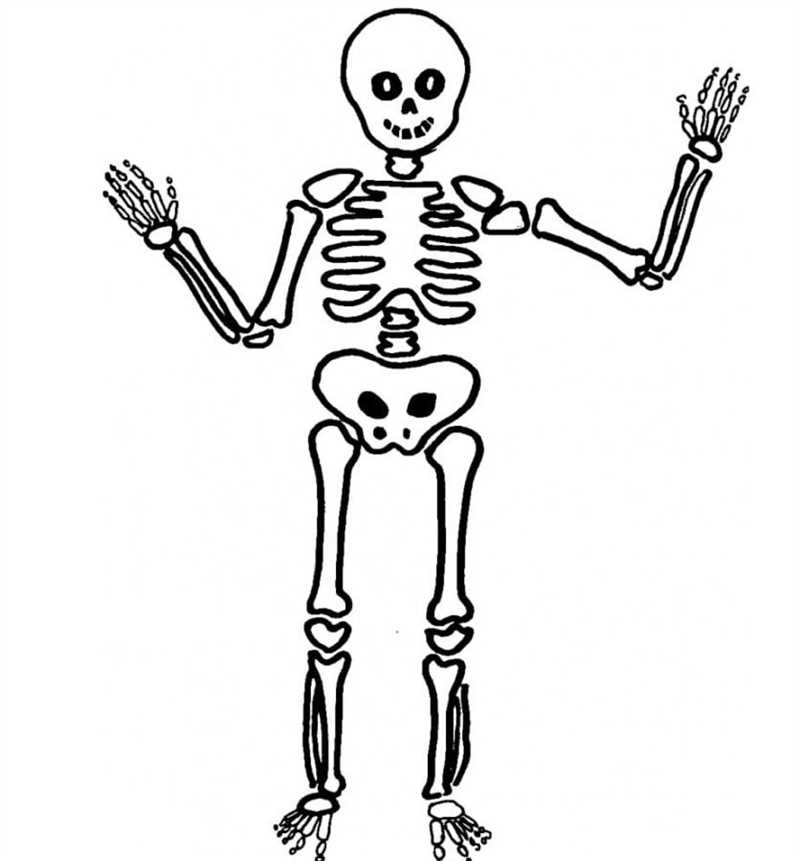 Как нарисовать скелет сайта